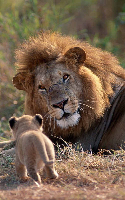 Father's Day by Anup Shah