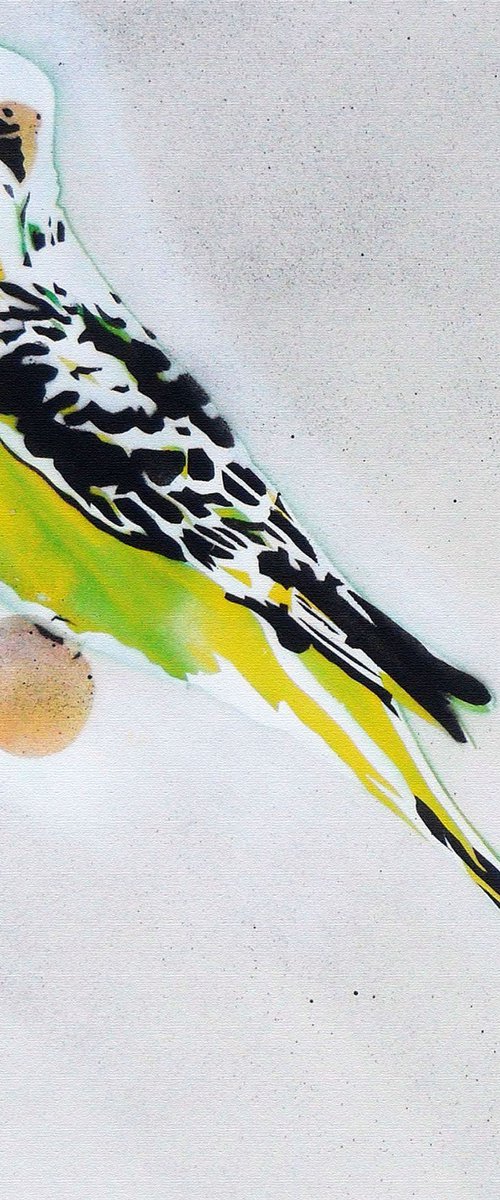 GRANDMA'S OTHER BUDGIE (BC) by Juan Sly