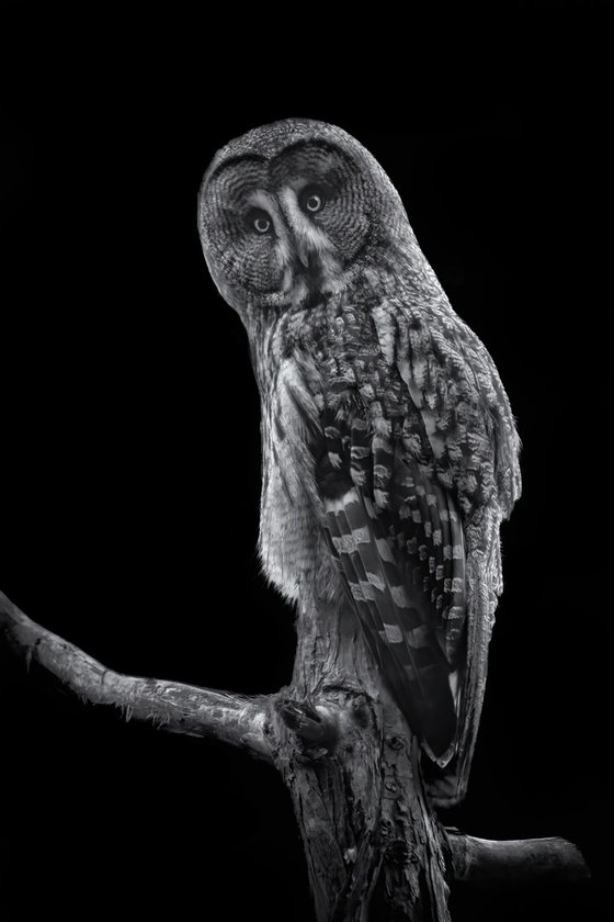 Great Grey Owl