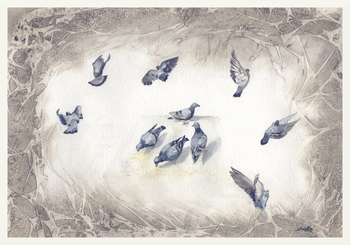 Indian Rock Pigeons by Shweta Mahajan