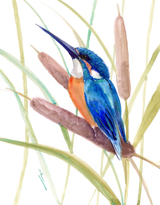 Kingfisher