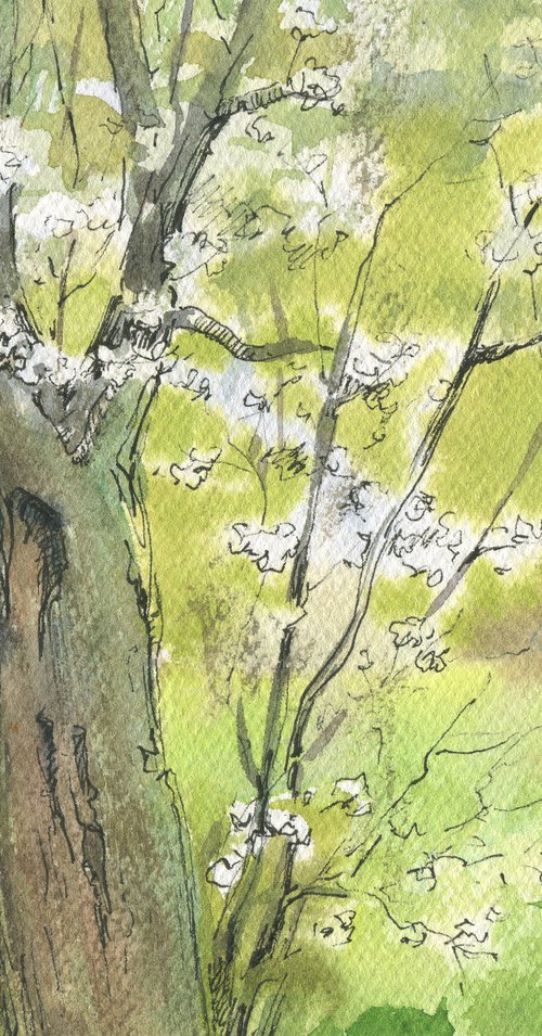 Spring again. A trunk of an old plum tree / Original watercolor sketch. Landscape painting. Small size pictures by Olha Malko