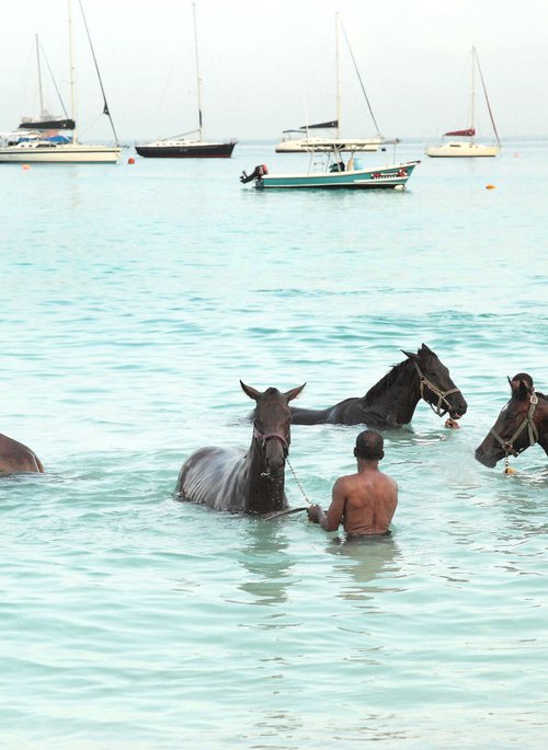 Barbados Racehorses by Paul Berriff OBE