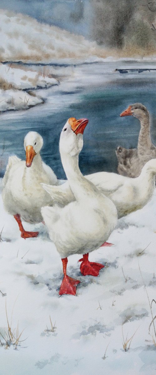 Gaggle of Geese  - Geese by th by Olga Beliaeva Watercolour