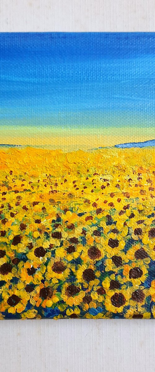 Summer Sunflower fields by Asha Shenoy