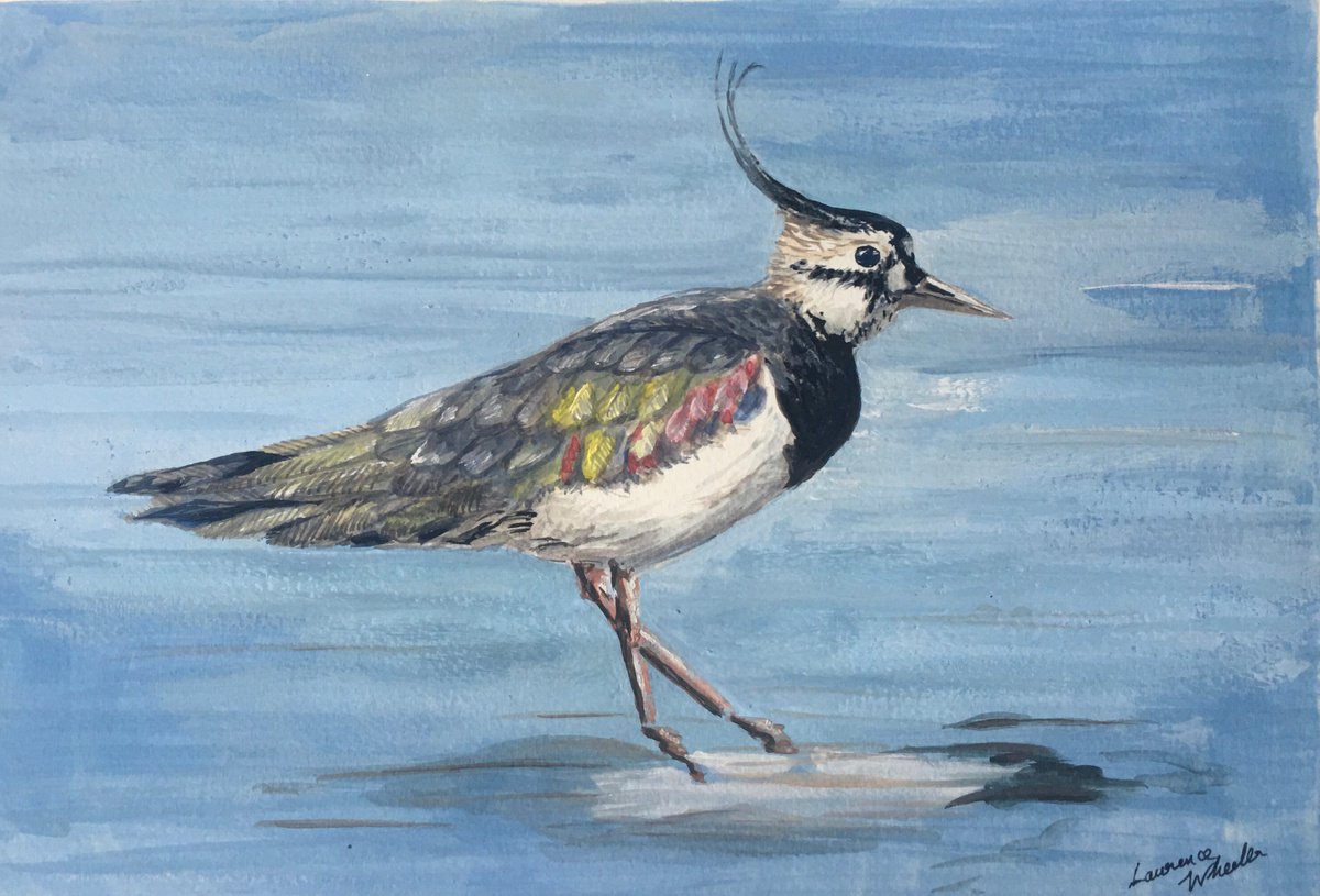 Lapwing Wading by Laurence Wheeler