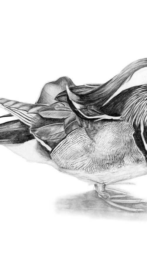 Richmond Mandarin Duck by Susannah Weiland