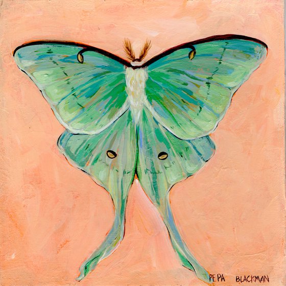 Luna moth