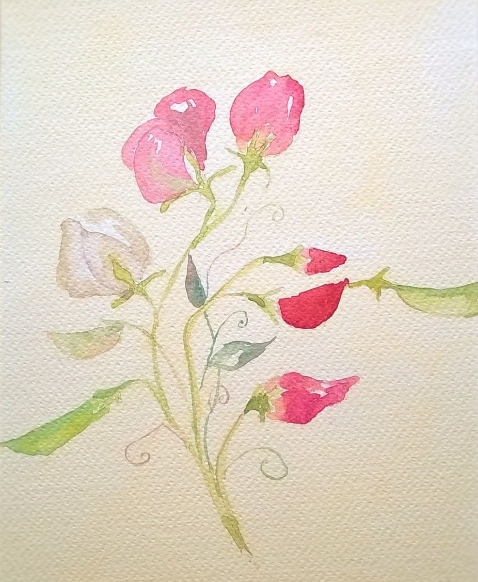 Groch pachnacy kwiat by Barbara Mazur