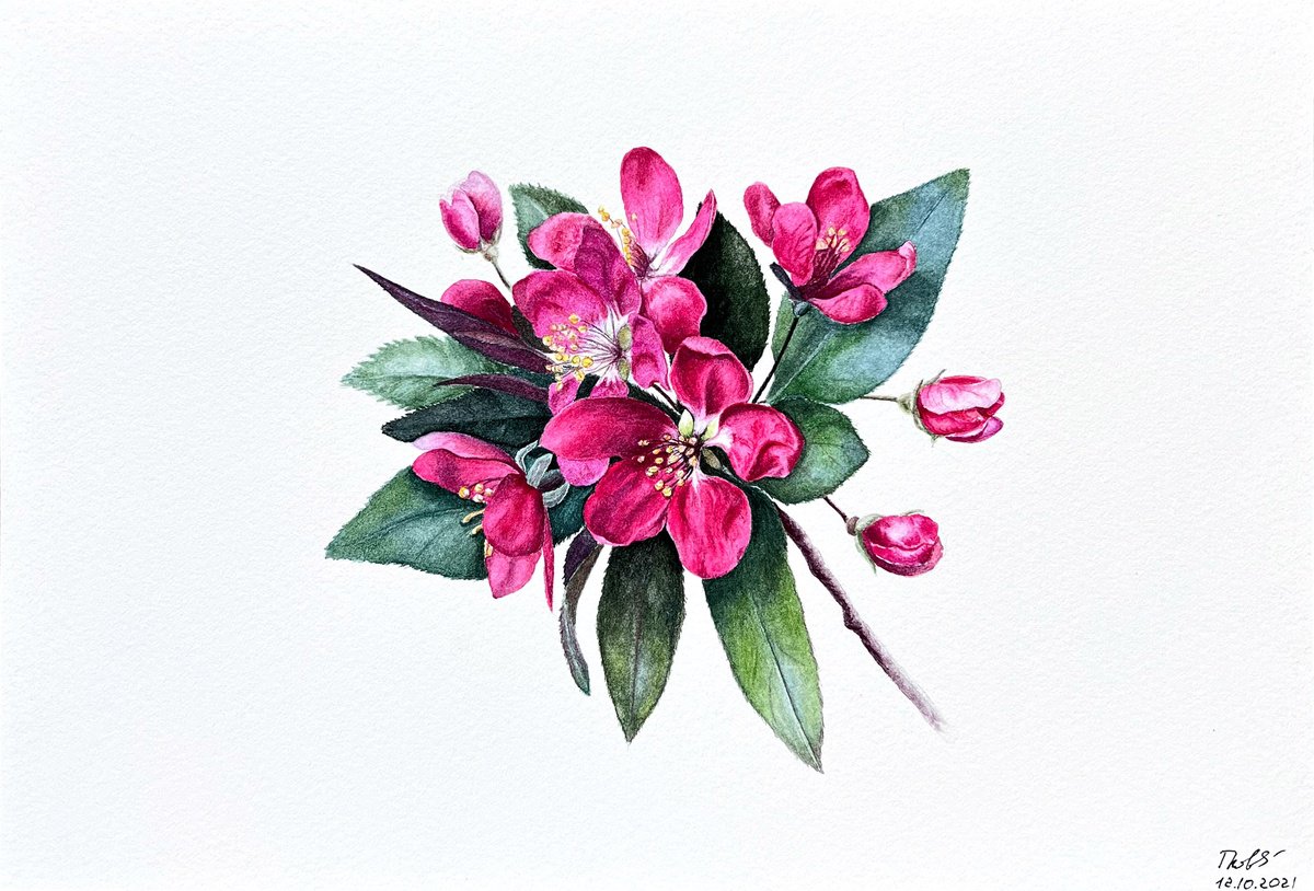 Ruby crab apple blossom by Tetiana Kovalova