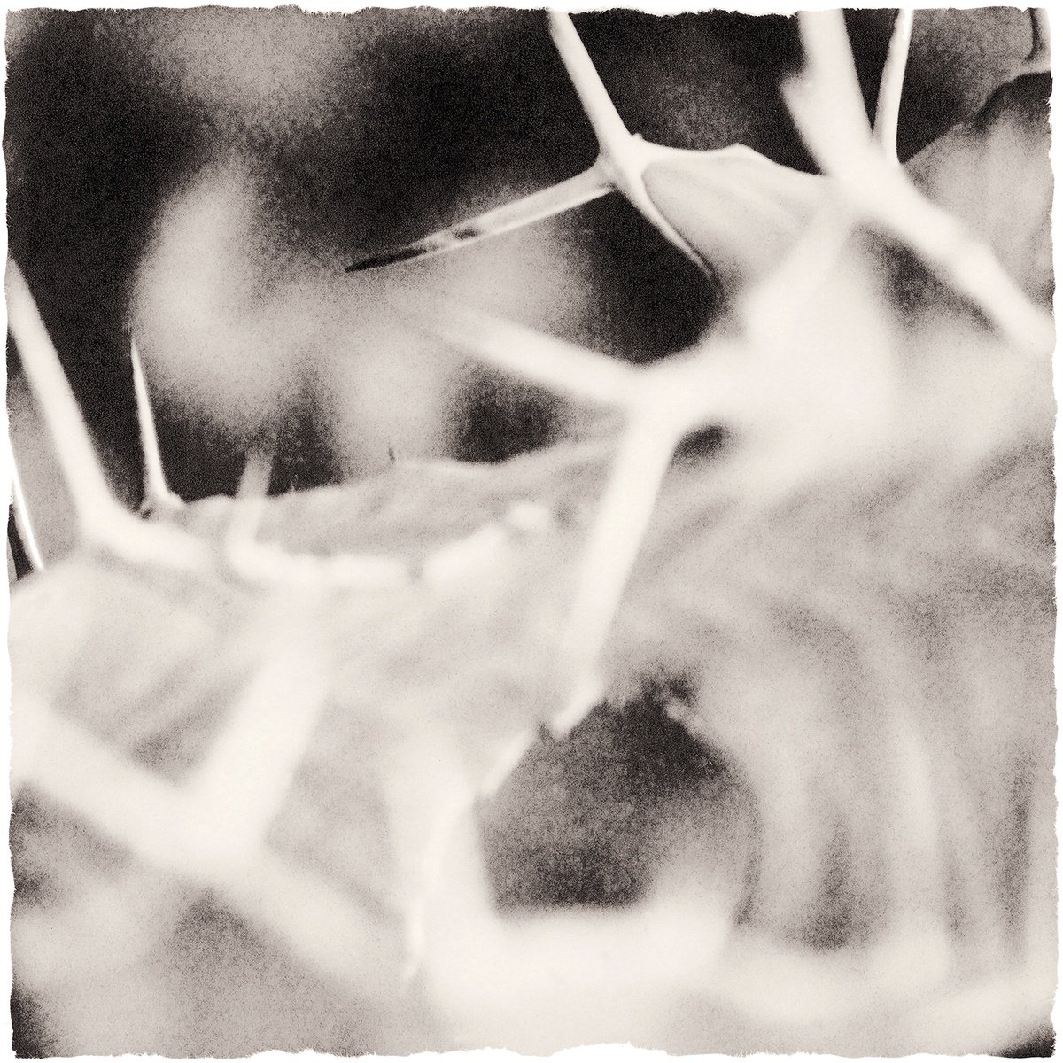 Photorealistic Botanical Photograph By Heike Bohnstengel, 12 X 12, Plant Studies, Cactus, Original Artwork