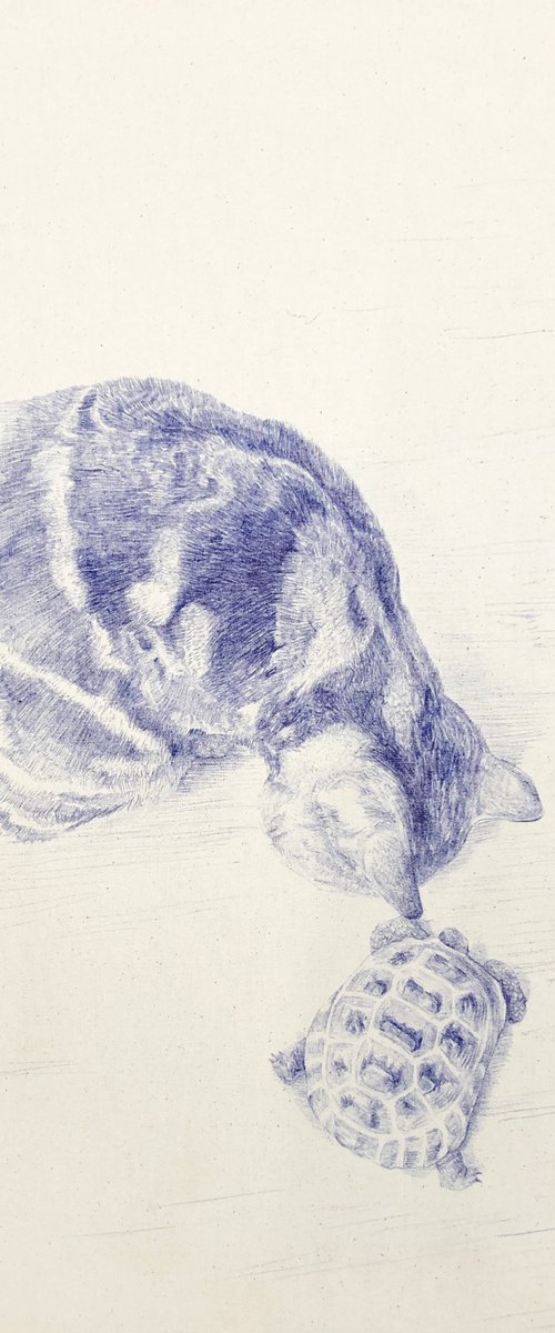 Tortoise and a Tortoiseshell by Joshua Daniels