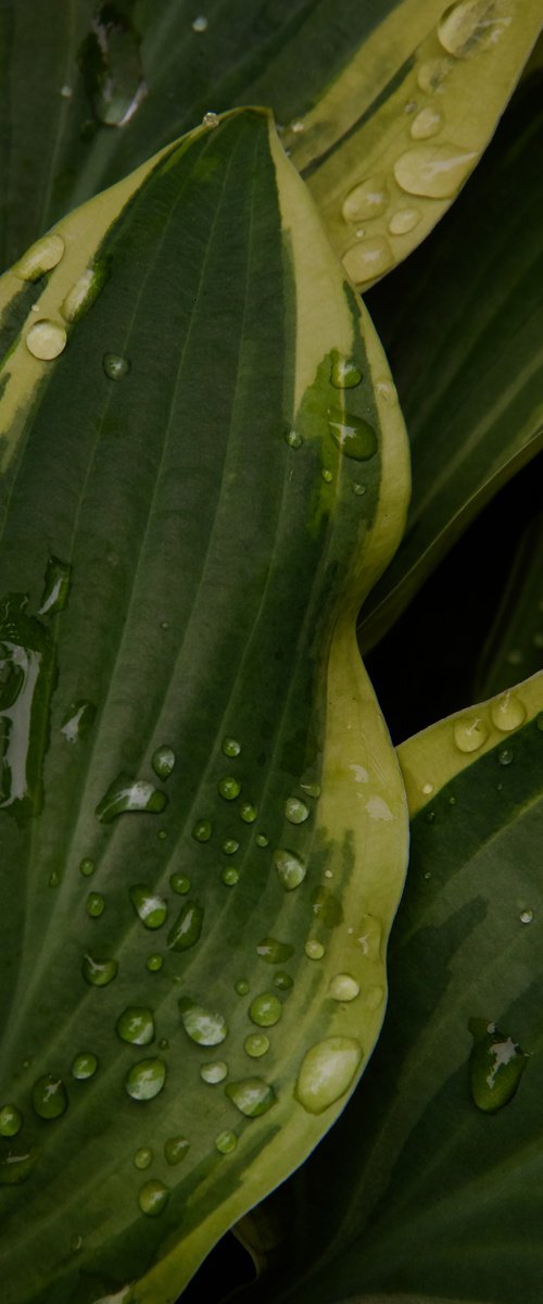 Drops of Morning by Kristine Okuneva