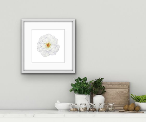 White rose.  Original watercolor artwork.