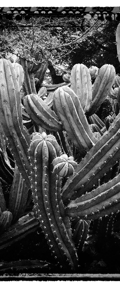 Cactus, LA by Heike Bohnstengel