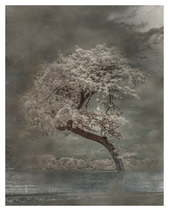 Tree, Broderick Park - 16x20"