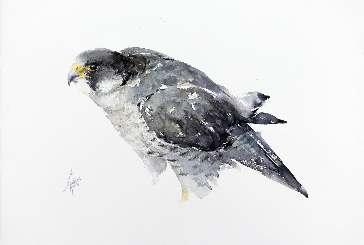 Falcon by Andrzej Rabiega