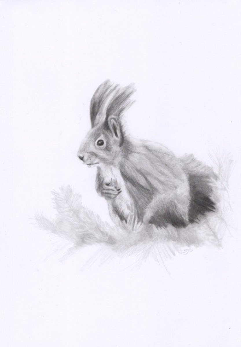 Red Squirrel Pencil Drawing by Sarah Stowe