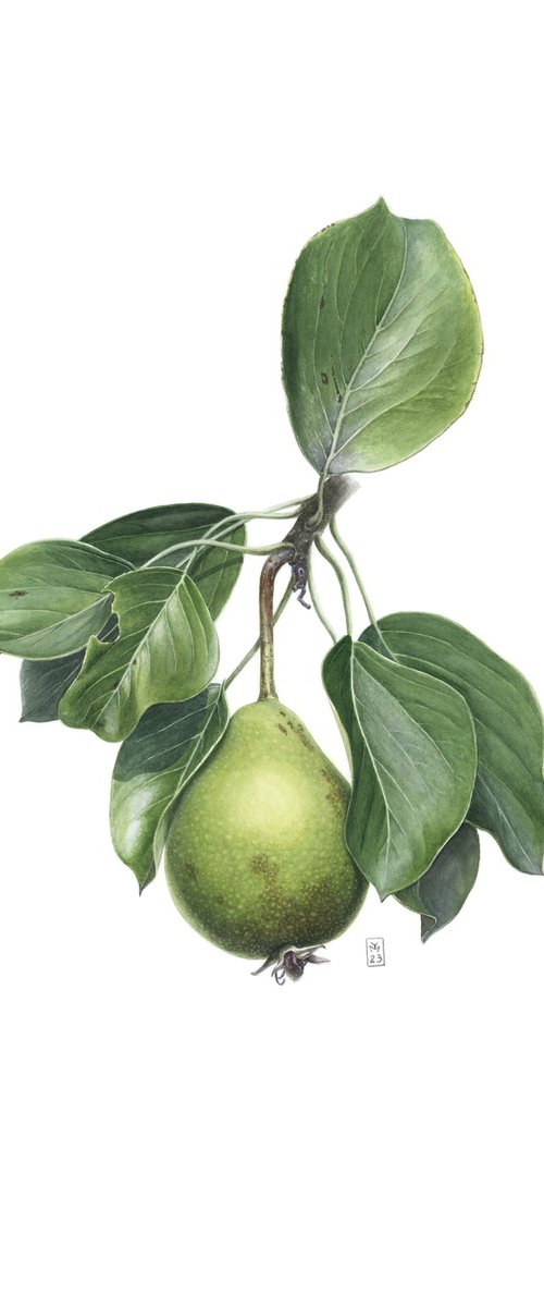 Pear In Leaves by Yuliia Moiseieva