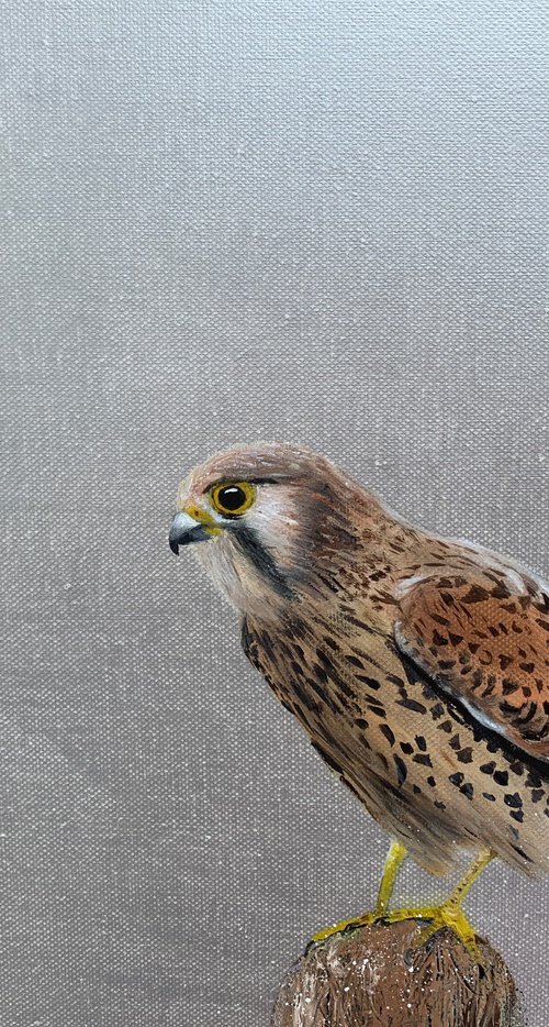 Female Kestrel by Laure Bury