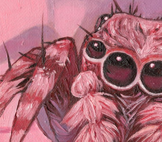 Pink jumping spider