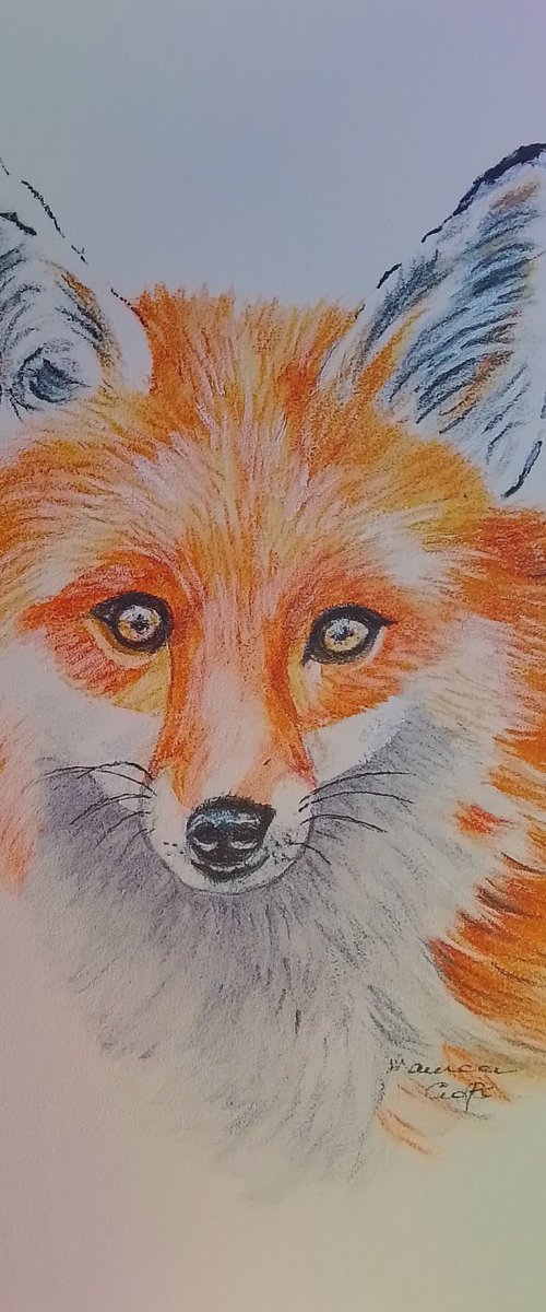 Beautiful Fox by Maureen  Crofts