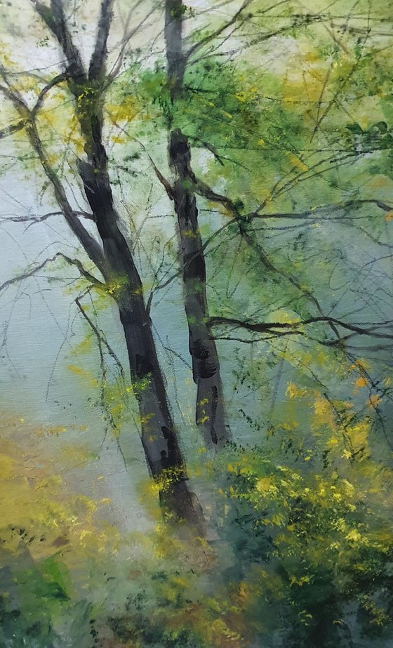 " Morning sunrays through the fog and trees "