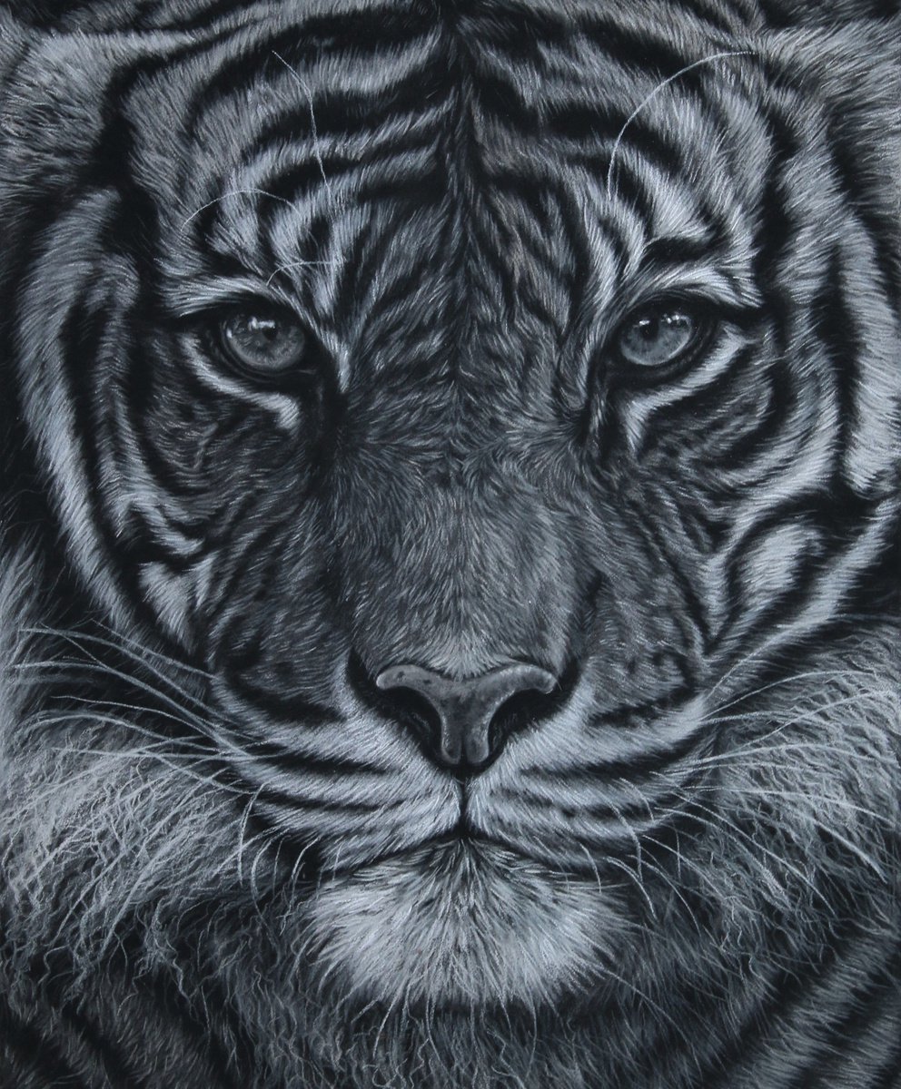 Tiger portrait by Tatjana Bril