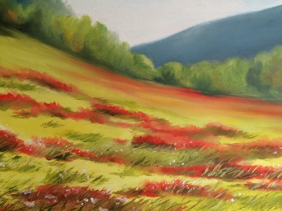 Poppy field