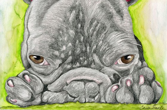 French Bulldog Pet Dog Art Original Drawing-Carla Smale