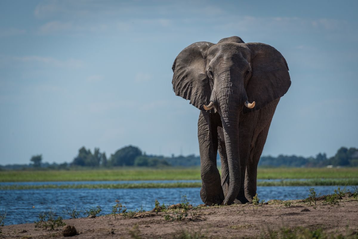 Photorealistic Animal Photograph By Nick Dale, 33 X 26", Walk On The Wild Side, Original Artwork