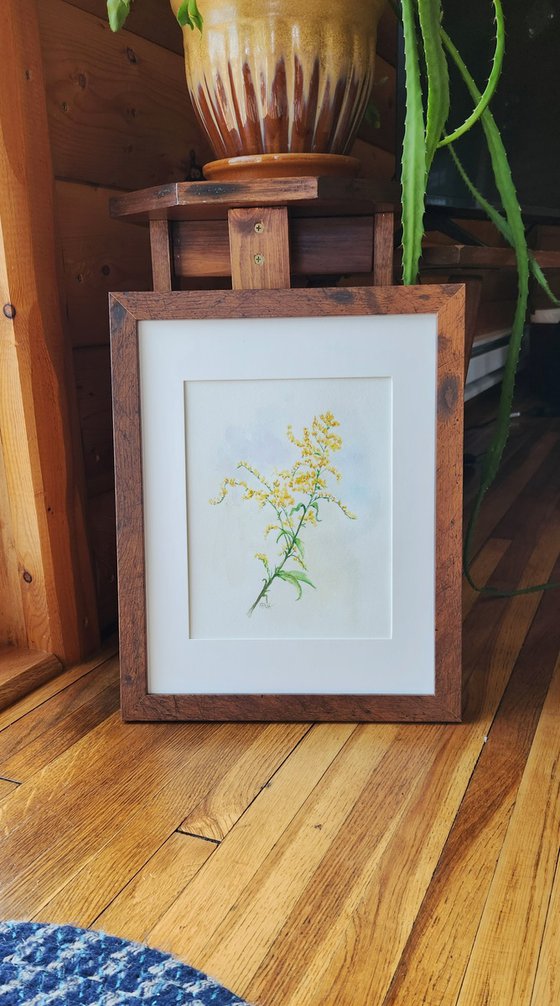 "Goldenrod" - WIldflower