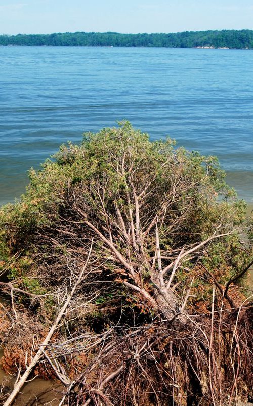 Defeated Tree by Aaron Zaremsky