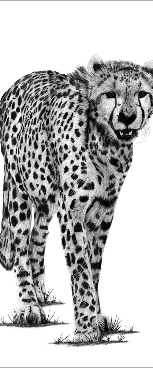 Cheetah by Paul Stowe