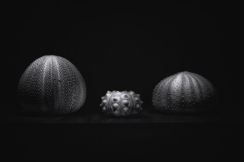Sea Urchins light sculpted by Paul Nash