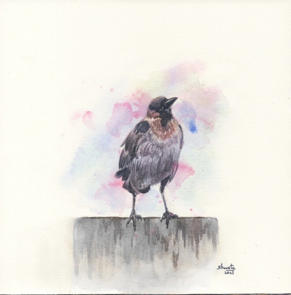 Greynecked Crow II Watercolor Painting by Shweta  Mahajan