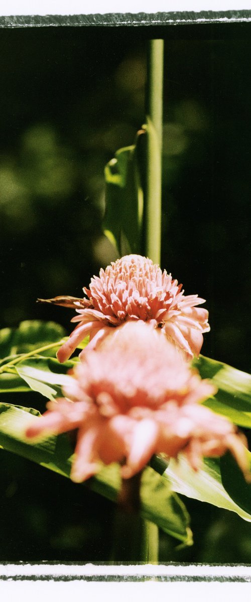 Wild Ginger, Limited Edition C-type print by Alexander Evans