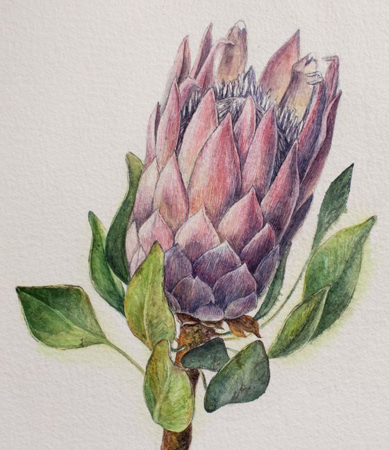 Watercolor detailed painting of pink protea flower