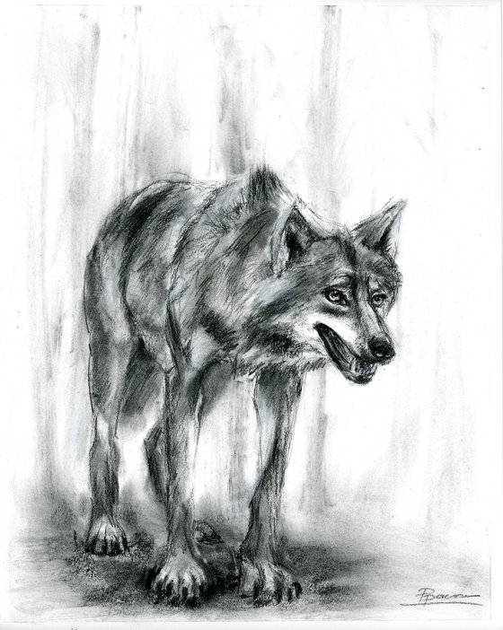 Gray Wolf