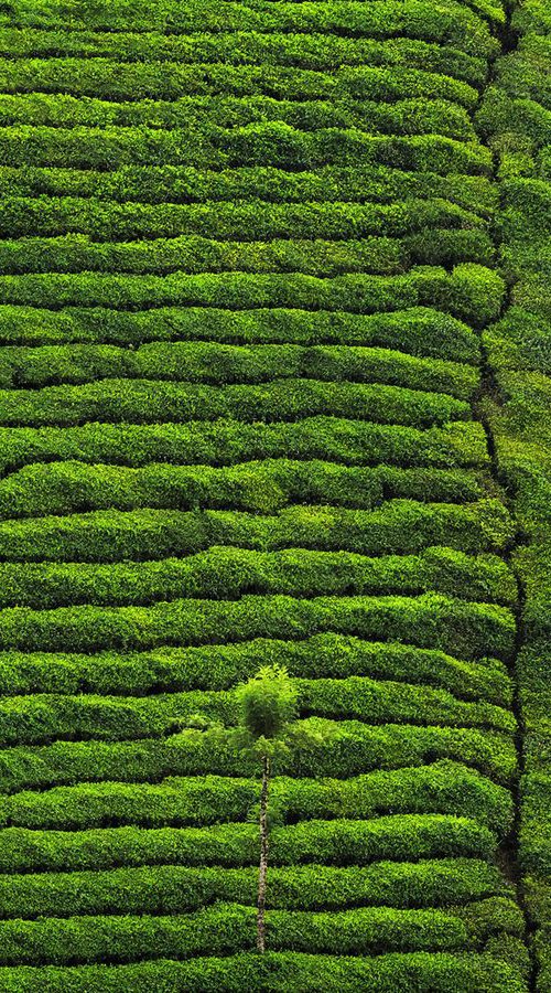 Green Tea Plantation - Abstract Landscape by Peter Zelei