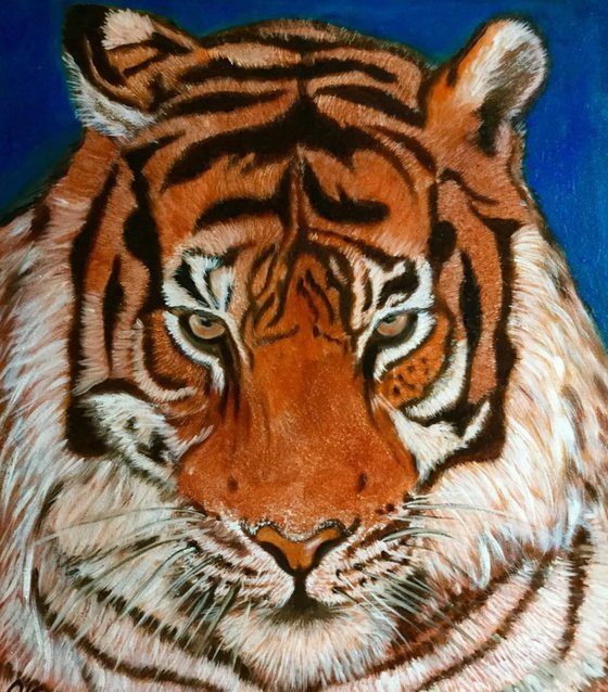 Tiger .
