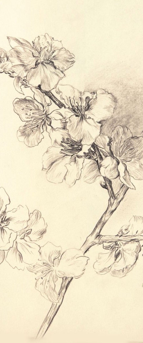 The branch of an almond tree by Daria Galinski