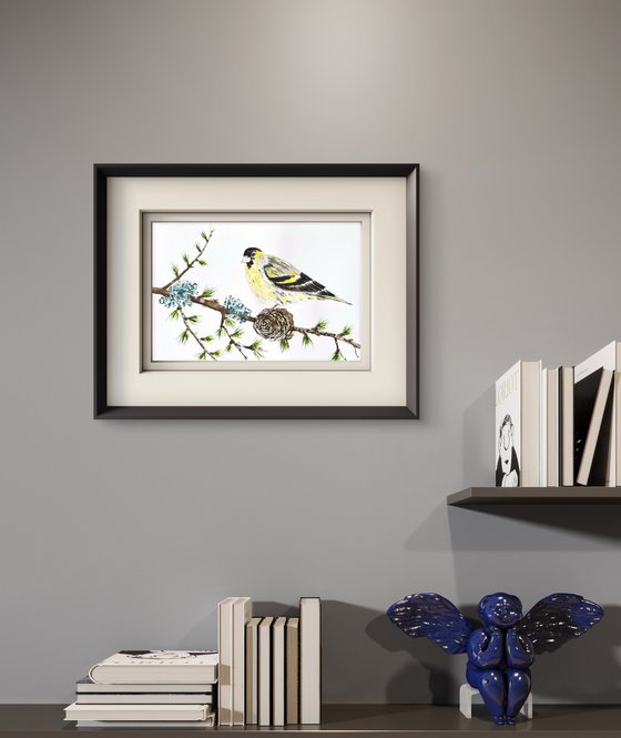Eurasian Siskin Colorful bird