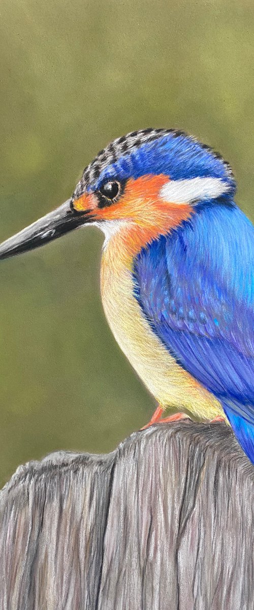 Kingfisher by Maxine Taylor