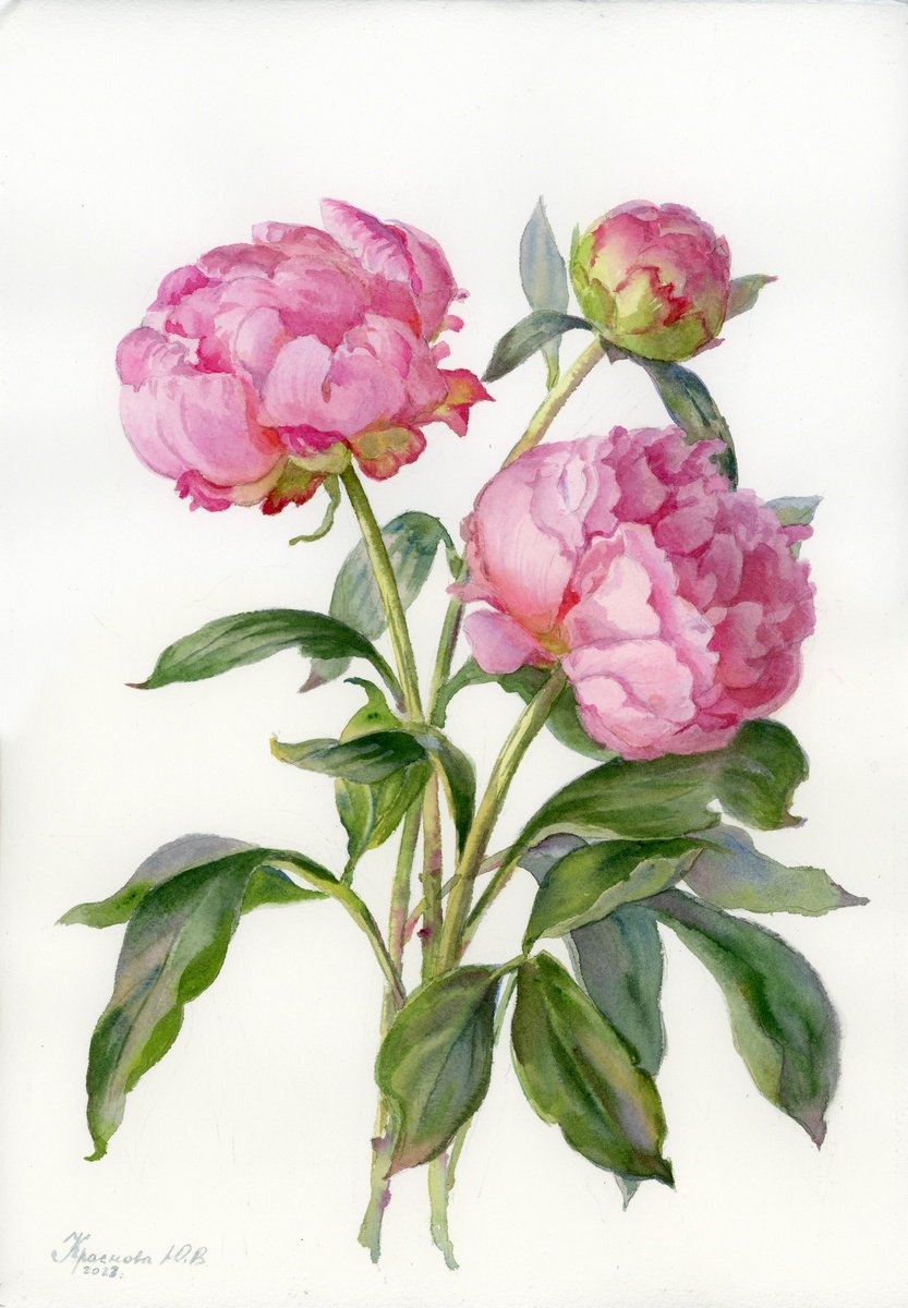 Photorealistic Botanical Watercolour By Yulia Krasnov, 10 X 14", Three Peonies, Original Artwork