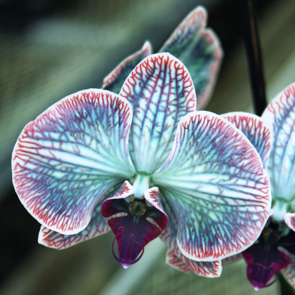 Photorealistic Photograph , Festive Orchid Landers Ca By William Dey, 22 X 22, Artwork For Sale On Artfinder