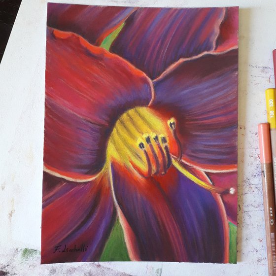 Red purple lily