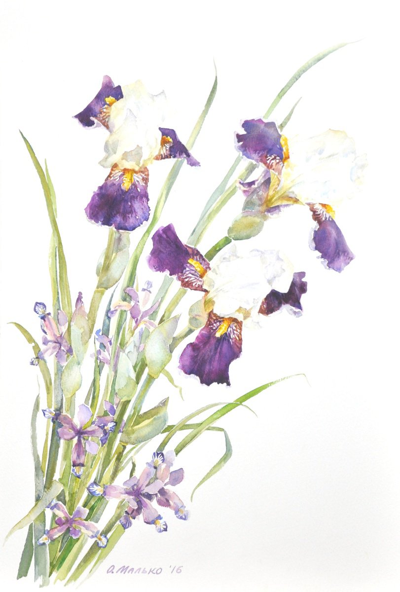 Small and large purple irises on a white background / ORIGINAL watercolor 15x22 (38x56cm) by Olha Malko