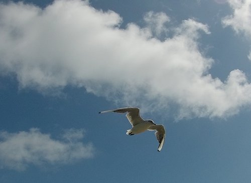 Flying Seagull 2 by Tim Saunders