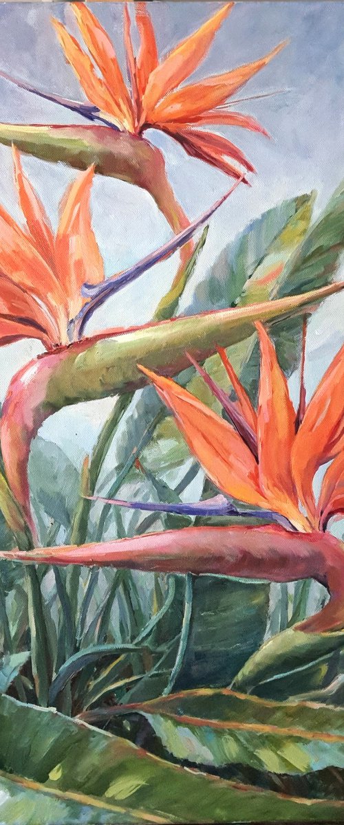 Birds of Paradise by Tatiana Kyriakidou